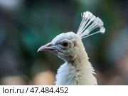 Обыкновенный павлин альбинос (Pavo cristatus), голова крупным планом, вид сбоку. Стоковое фото, фотограф Анна Ефимова / Фотобанк Лори