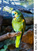 Желтоплечий синелобый амазон (Amazona aestiva xanthopteryx) в зоопарке (2014 год). Стоковое фото, фотограф Анна Ефимова / Фотобанк Лори