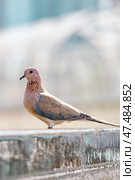 Laughing dove, Spilopelia senegalensis, small pigeon close up. Стоковое фото, фотограф Екатерина Якименко / Фотобанк Лори