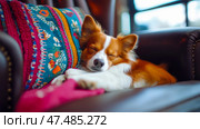 Cozy Afternoon Nap: A Papillon Dog Sleeping Peacefully on a Colorful Pillow, Resting on a Leather Armchair. Стоковое AI-изображение, AI-художник Данила Большаков / Фотобанк Лори