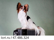Papillon dog sitting on the button accordion. Стоковое фото, фотограф Екатерина Горохова / Фотобанк Лори