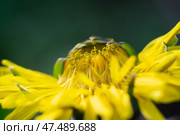 Макросъёмка цветка одуванчика. Стоковое фото, фотограф Лариса Веселова / Фотобанк Лори