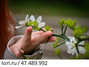 Девушка прикасается к ветке с белыми цветами. Стоковое фото, фотограф Олеся Иноземцева / Фотобанк Лори