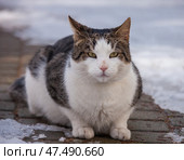 Mongrel cat named Bublik on his first spring walk. Стоковое фото, фотограф Олег Елагин / Фотобанк Лори