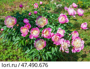 Peony pink and white lush flowering bush. Стоковое фото, фотограф Олег Елагин / Фотобанк Лори