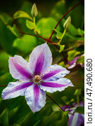 Clematis flower, corolla, petals, stamens and pistil of the plant. Стоковое фото, фотограф Олег Елагин / Фотобанк Лори