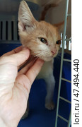 The ginger and white kitten is in a carrier and looks a little tired or weak. A human hand gently strokes his chin, creating a feeling of care, trust and calm. The kitten slightly squints, perhaps he is pleased or is still getting used to the person. Inside the carrier there is a blue tray and white bars through which the back wall with ventilation is visible. Стоковое фото, фотограф Анна Кривицкая / Фотобанк Лори