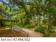 A cozy winding path running among the majestic trees in the park of Foros, Crimea. Powerful conifers (possibly cedars and pines) form a dense canopy with their long spreading branches, creating the feeling of a natural tunnel. At the foot of the trees are stones and bushes, and the path itself is neatly laid out along the edges and goes deep into the green massif. The atmosphere is quiet, peaceful - as if time slows down here. Стоковое фото, фотограф Анна Кривицкая / Фотобанк Лори