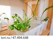 Propagation of a houseplant.rooting in water - Laurel, hedera helix, chlorophytum and fern. The concept of growing in pots. Landscaping of the house. Стоковое фото, фотограф Darya Komarova / Фотобанк Лори
