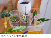 Rooting of layers in water and in vermiculite. Hedera helix variegata, Japanese birch bark and monstera monkey mask plants. The concept of home gardening and spring plant care. Стоковое фото, фотограф Darya Komarova / Фотобанк Лори