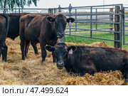 Black Angus calves in the open air. Стоковое фото, фотограф Ольга Сейфутдинова / Фотобанк Лори