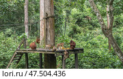Different species of monkeys gathered for feeding. Fruits are laid out on a boardwalk. Mother orangutan hugs baby. Ropes are stretched between the trees. Green vegetation. Malaysia. Borneo. Sandakan. Стоковое фото, фотограф Вера Ивановна Кубарева / Фотобанк Лори