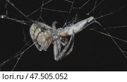 Spider eating prey at night. Стоковое видео, видеограф Михаил Коханчиков / Фотобанк Лори