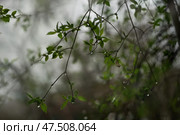 Весенний дождь. Капли дождя на молодых листьях деревьев. Стоковое фото, фотограф Ременюк Анна / Фотобанк Лори