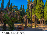 Dried and partially living palm trees in a park area on the southern coast of Crimea. In the background, dense coniferous trees are visible, probably cypresses, typical of the subtropical climate of the region. In the foreground, a bench made of wooden boards stands among the scorched soil and dead wood. The light is bright, sunny, the blue of the sky contrasts with the yellow-brown shades of the plants, creating an atmosphere of decline mixed with natural grandeur. Стоковое фото, фотограф Анна Кривицкая / Фотобанк Лори