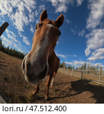 Comical wide-angle close-up of a curious brown horse in a paddock on a sunny day, taken with a fisheye lens under a vibrant blue sky with scattered clouds. Комичный широкоугольный крупный план любопытной коричневой лошади в загоне в солнечный день, снятый объективом «рыбий глаз» под ярким голубым небом с рассеянными облаками. Стоковое AI-изображение, AI-художник Katsiaryna Repich / Фотобанк Лори