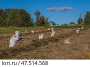 Собранный в мешки картофель в поле. Стоковое фото, фотограф Роман Иванов / Фотобанк Лори