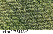 Corn young field. Seedlings planted in a row. Стоковое видео, видеограф Mikhail Davidovich / Фотобанк Лори
