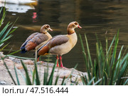 Пара нильских гусей (Alopochen aegyptiaca) со спины (2014 год). Стоковое фото, фотограф Анна Ефимова / Фотобанк Лори