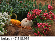 Pumpkins of different shapes and colores among bushes species of genus Snowberry of family Honeysuckle, ornamental plant Gaultheria pernettia and Pernettya (Gaultheria mucronata) Стоковое фото, фотограф Алексей Антипов / Фотобанк Лори