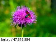 Пестрянка таволговая (лат. Zygaena filipendulae) на чертополохе. Стоковое фото, фотограф Александр Тараканов / Фотобанк Лори