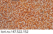 Grains of a special kind of corn. The cook is stirring the corn kernels. Стоковое видео, видеограф Mikhail Davidovich / Фотобанк Лори