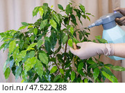 Ficus Benjamina Care with Spray Bottle. Close-up. Стоковое фото, фотограф Elena Grishina / Фотобанк Лори