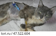Postoperative wounds with a catheter in a young kitten. Стоковое фото, фотограф Mikhail Davidovich / Фотобанк Лори