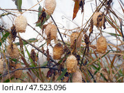 Dry fruits of Rabid cucumber or echinocystis lobata plants. Стоковое фото, фотограф Александр Прошкин / Фотобанк Лори