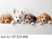 Five fluffy puppies curiously peek over a white table, showcasing their playful nature. These adorable pups pay homage to the innocent charm of diverse dog breeds as they explore the world. Стоковое AI-изображение, AI-художник Nart / Фотобанк Лори