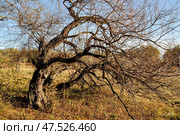 Поляна и старые ивы. Осень. Стоковое фото, фотограф Александр Тараканов / Фотобанк Лори