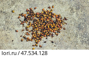 Colorado potato beetle larvae and adults crawling in a metal bowl, showcasing their life cycle and agricultural pest status. Стоковое фото, фотограф Mikhail Davidovich / Фотобанк Лори