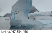 Many Gentoo penguins stand on the ice and jump into the water, with splash. Antarctic ice, protection of the environment. Стоковое видео, видеограф Vladimir / Фотобанк Лори