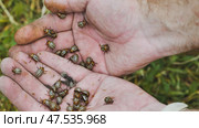 Farmer gripping colorado potato beetles, revealing destructive agricultural pest harming potato plants. Стоковое фото, фотограф Mikhail Davidovich / Фотобанк Лори