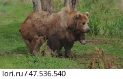 Two brown bear cubs playing. Стоковое видео, видеограф Михаил Коханчиков / Фотобанк Лори