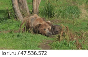 Brown bears mother and cubs resting. Стоковое видео, видеограф Михаил Коханчиков / Фотобанк Лори