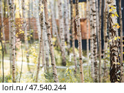 Beautiful autumn landscape. Russian nature and culture. Background of birch trees, wood texture. Birch with falling leaves in late autumn. Стоковое фото, фотограф Photojuli / Фотобанк Лори