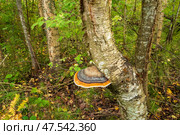 Mushroom tinder fungus on a birch close-up, used in medicine. Стоковое фото, фотограф Андрей Бакусов / Фотобанк Лори