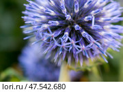 Echinops sphaerocephalus known as Great Globe Thistle or Pale Globe Thistle. Стоковое фото, фотограф Татьяна Васильева / Фотобанк Лори
