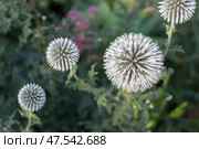 echinops sphaerocephalus or glandular globe-thistle. Стоковое фото, фотограф Татьяна Васильева / Фотобанк Лори