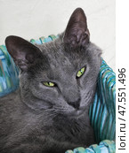 Gray Cat with Green Eyes Relaxing in a Wicker Basket. Стоковое фото, фотограф Мара Фрибус / Фотобанк Лори