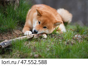 Shiba Inu dog gnaws a piece of wood. Стоковое фото, фотограф Екатерина Горохова / Фотобанк Лори