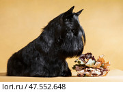 black dog scotch terrier on a yellow background sniffs autumn leaves. Стоковое фото, фотограф Екатерина Горохова / Фотобанк Лори