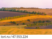A picturesque rural landscape with rolling fields lit by the soft light of the setting sun. Yellow dry grasses are visible ahead, and further on are dark plowed plots of land separated by strips of trees, mostly young birches. The landscape alternates between arable land, meadows and forest belts. The whole space breathes calm, warmth and natural beauty. The color palette is golden brown with accents of greenery and a soft sky in pastel tones. Стоковое фото, фотограф Анна Кривицкая / Фотобанк Лори