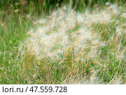 Beautiful picture of Hordeum jubatum. Common names are foxtail barley, bobtail barley,squirreltail barley, and intermediate barley. It is a perennial plant species in the grass family Poaceae. Стоковое фото, фотограф Pukhov K / Фотобанк Лори
