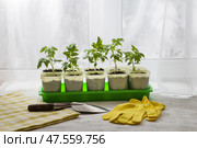Young seedlings of tomatoes on the windowsill. Ecological home cultivation of tomato seedlings in winter and early spring. Стоковое фото, фотограф Ирина Толокновская / Фотобанк Лори