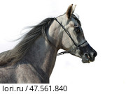 Arabian Horse, portrait of a dapple grey mare in stable background. Арабская лошадь, портрет серой в яблоках кобылы на фоне конюшни. Стоковое фото, фотограф Михаил Кондрашов / Фотобанк Лори