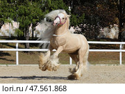 Gypsy Vanner Horse Breed play in paddock. Лошадь легкоупряжной породы джипси ваннер играет и встает на свечку в паддоке летним днем. Стоковое фото, фотограф Михаил Кондрашов / Фотобанк Лори