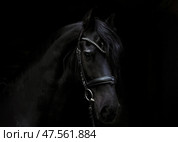 Black friesian dressage horse on dark  stable background. Черная (вороная) фризская выездковая лошадь на темном фоне конюшни. Стоковое фото, фотограф Михаил Кондрашов / Фотобанк Лори