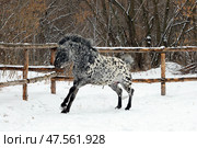 Fanny Appaloosa pony in the nature background, winter scene with strong snow storm, snowflakes covered animal. Веселый пони масти аппалуза на фоне зимнего ландшафта, сугробов и деревьев в инее. Стоковое фото, фотограф Михаил Кондрашов / Фотобанк Лори